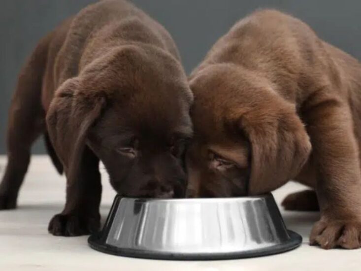 How Much Should I Feed My Labrador Puppie Dog?