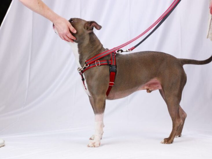 How Do I Maintain and Clean a Dog Training Collar?