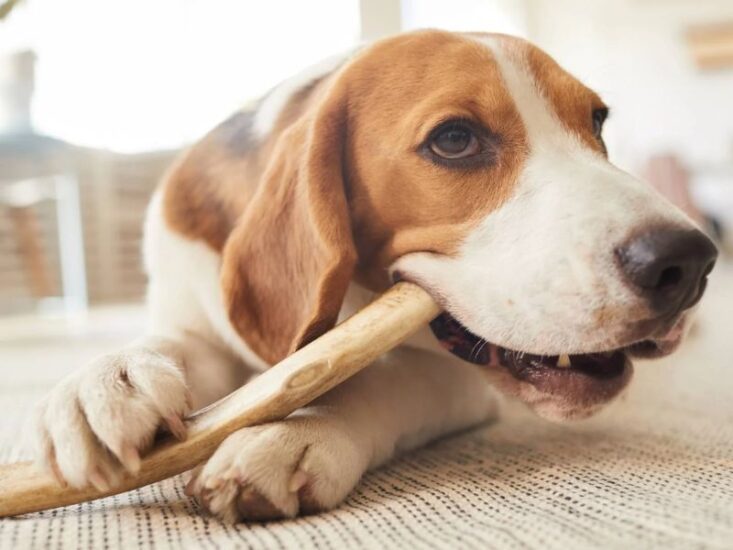 How Do I Stop My Dog From Chewing on Furniture