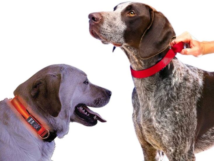 What is the Average Price Range for Dog Training Collars?