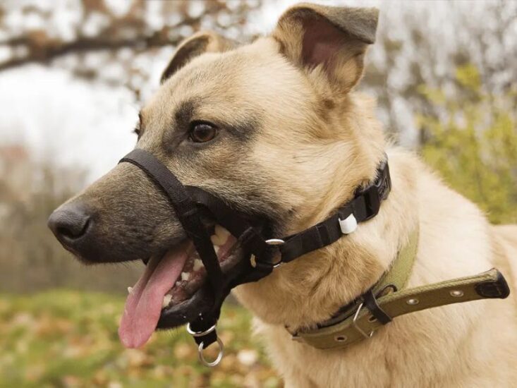 Are There Any Risks or Potential Side Effects of Using a Dog Training Collar