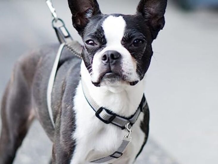 How Long Should I Use a Dog Training Collar on My Dog