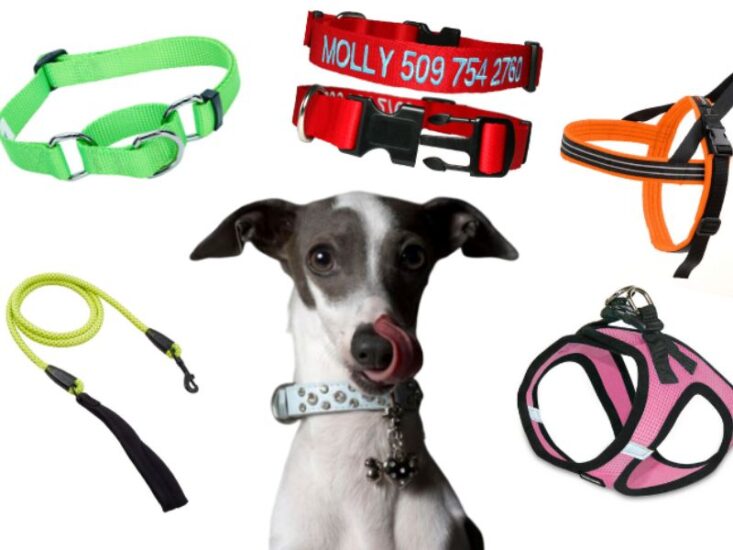 What Are the Different Types of Dog Training Collars